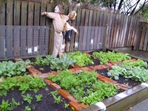 Kilbirnie school garden