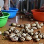 Potatoes Dec12 On Table